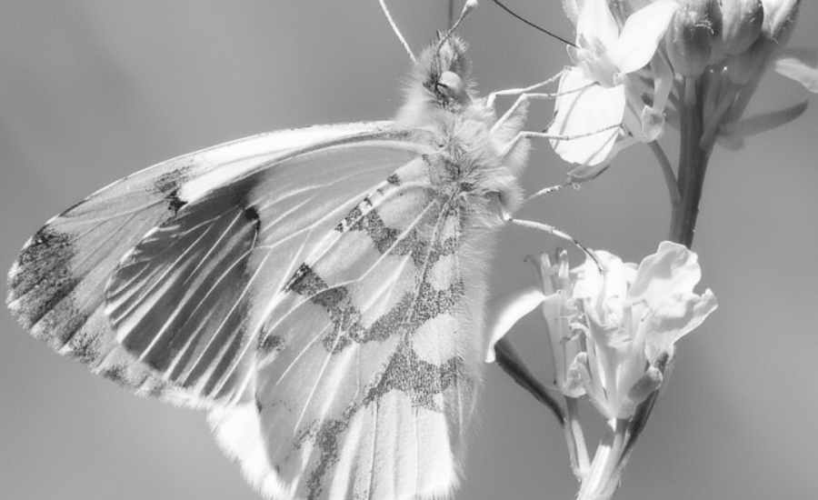 315 POSTS (1080 x 1350 px) (1) 2